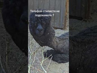 Новосибирский #зоопарк задаёт тренды в стрижках!