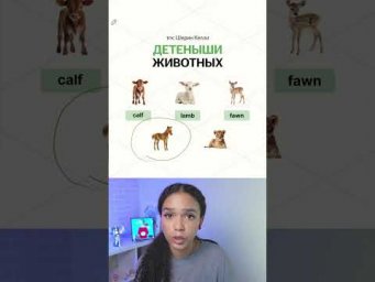 Вся ЛЕКСИКА до ЕГЭ в тгк: Шерин Келли | #егэ #английскийязык #умскул #егэ2027 #урок