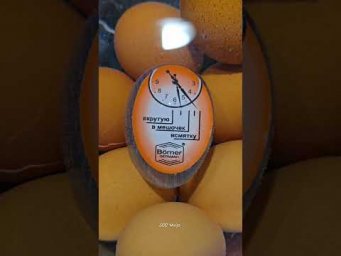 Таймер меняет цвет по готовности яиц! Даже муж заинтересован! https://ozon.ru/product/2878152737