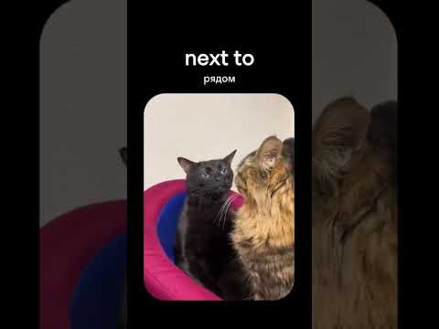 Котики и английские предлоги за 30 секунд