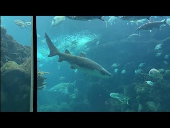 Sharks 