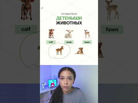 Вся ЛЕКСИКА до ЕГЭ в тгк: Шерин Келли | #егэ #английскийязык #умскул #егэ2027 #урок