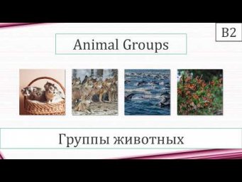 ANIMAL GROUPS - Группы животных (Starlight 11, Module 2)