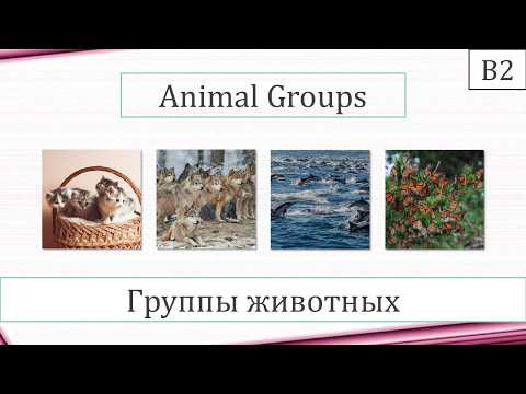 ANIMAL GROUPS - Группы животных (Starlight 11, Module 2)
