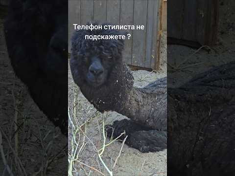 Новосибирский #зоопарк задаёт тренды в стрижках!